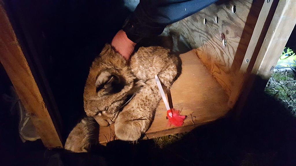 der betäubte Luchs Findus in seiner Transportkiste