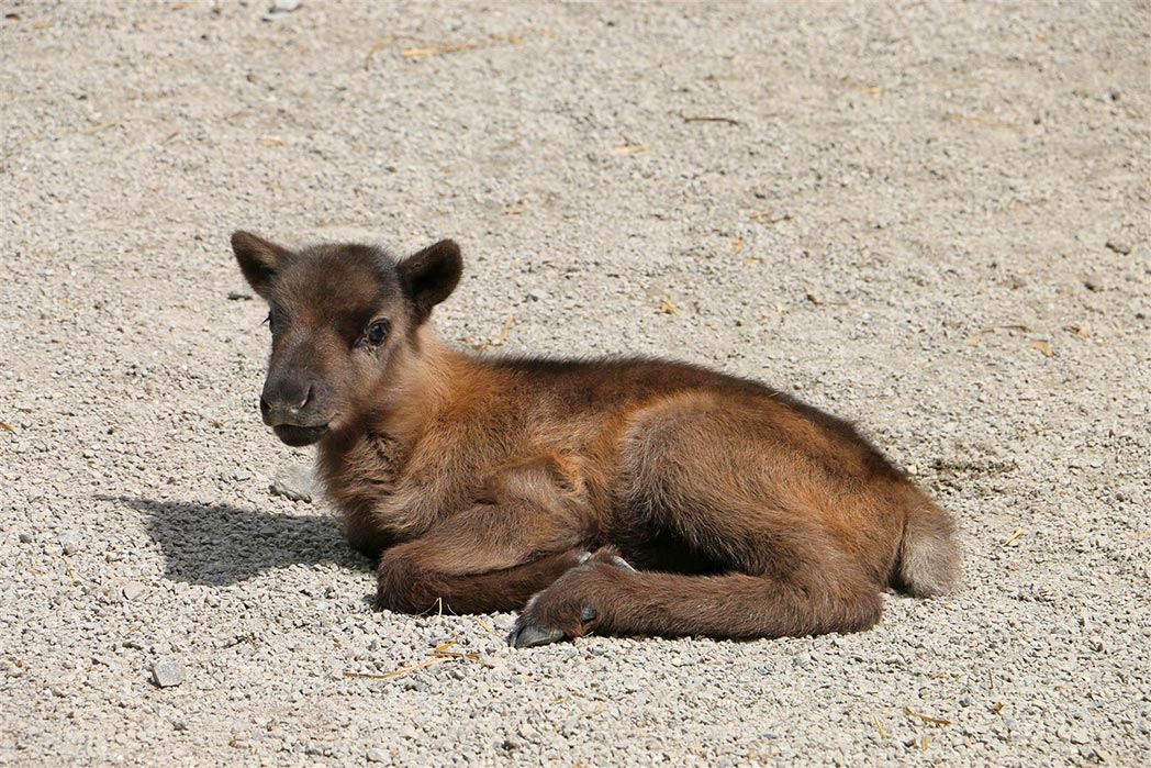 Dunkelbraunes Jungtier von der Rentierdame "Psycho".