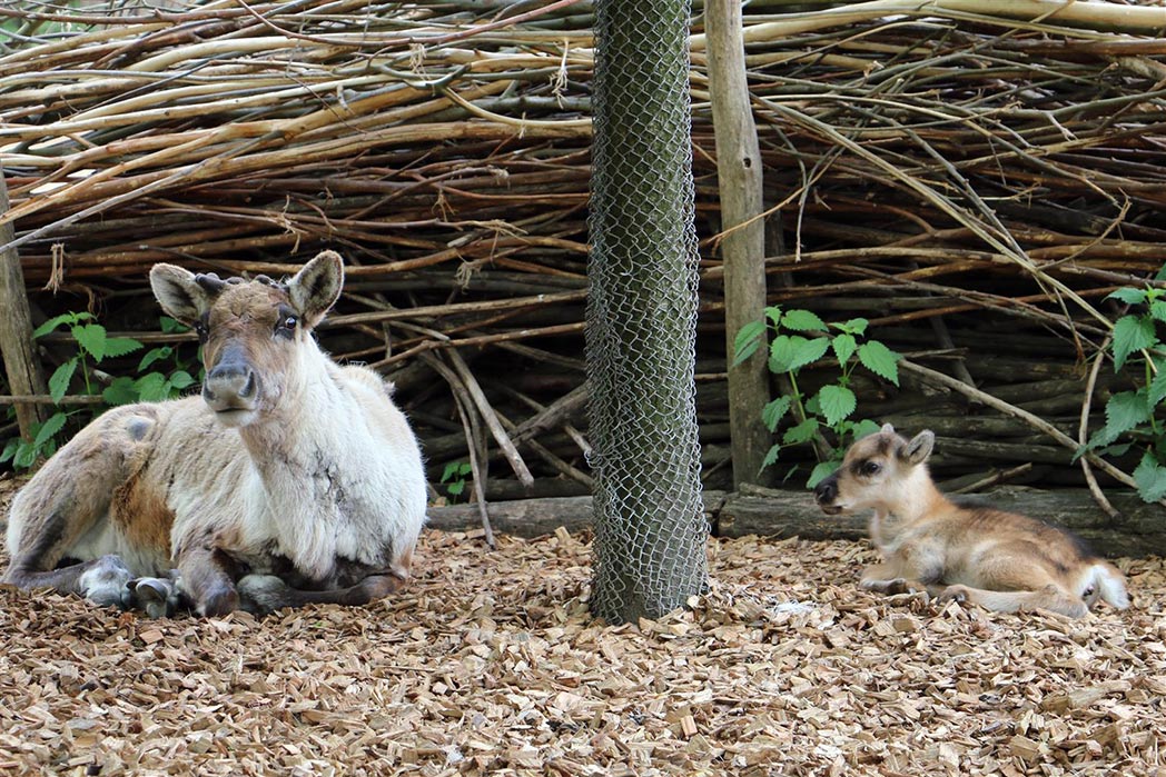 Lenas Nachwuchs ist hellbraun.