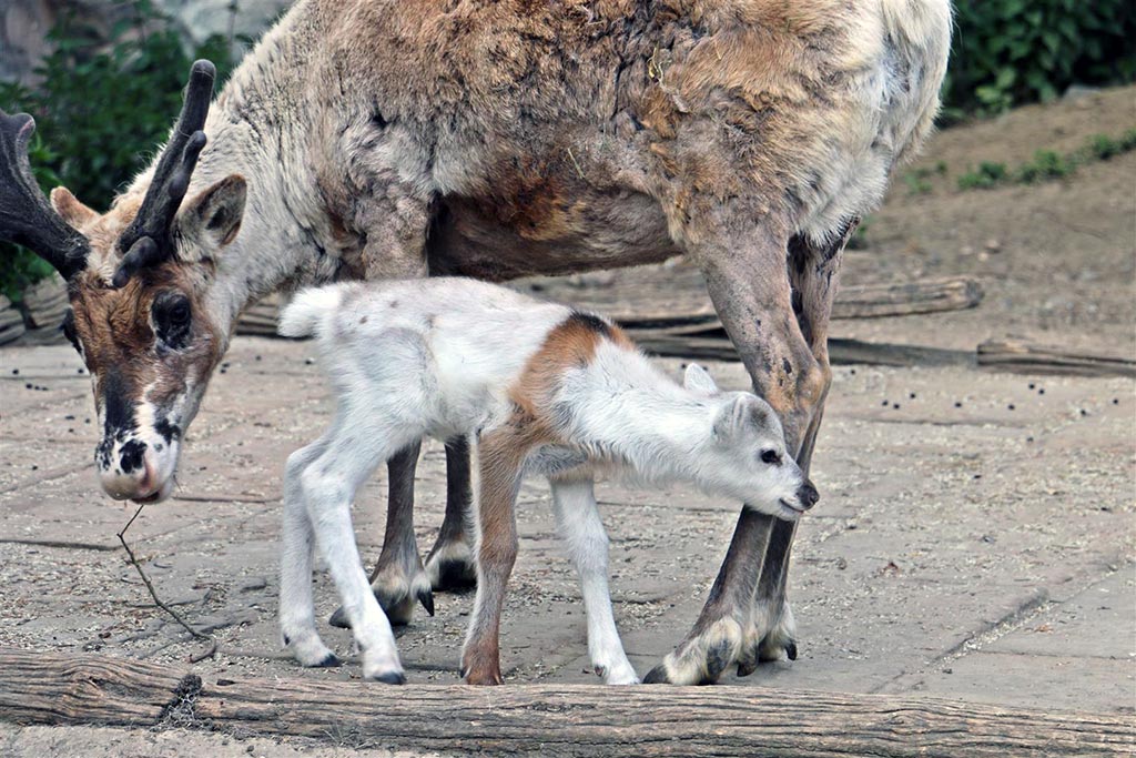 Rentierdame „Greta” mit ihrem Baby.