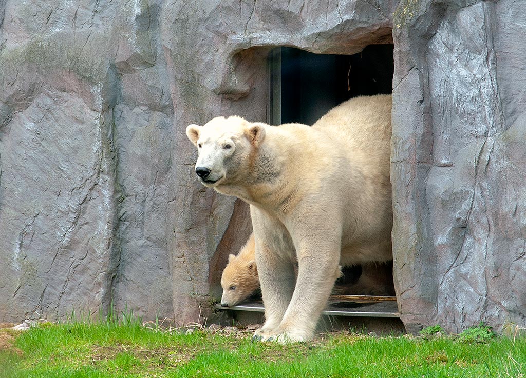 Eisbärbaby Nanook sieht zum ersten Mal seine Welt.