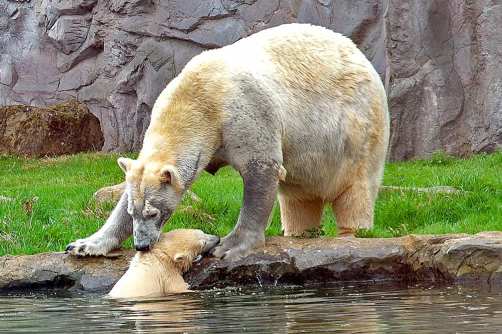 Auch Mama Lara kann hier nicht helfen. Nanook ist zu schwer für einen Griff in den Nacken.