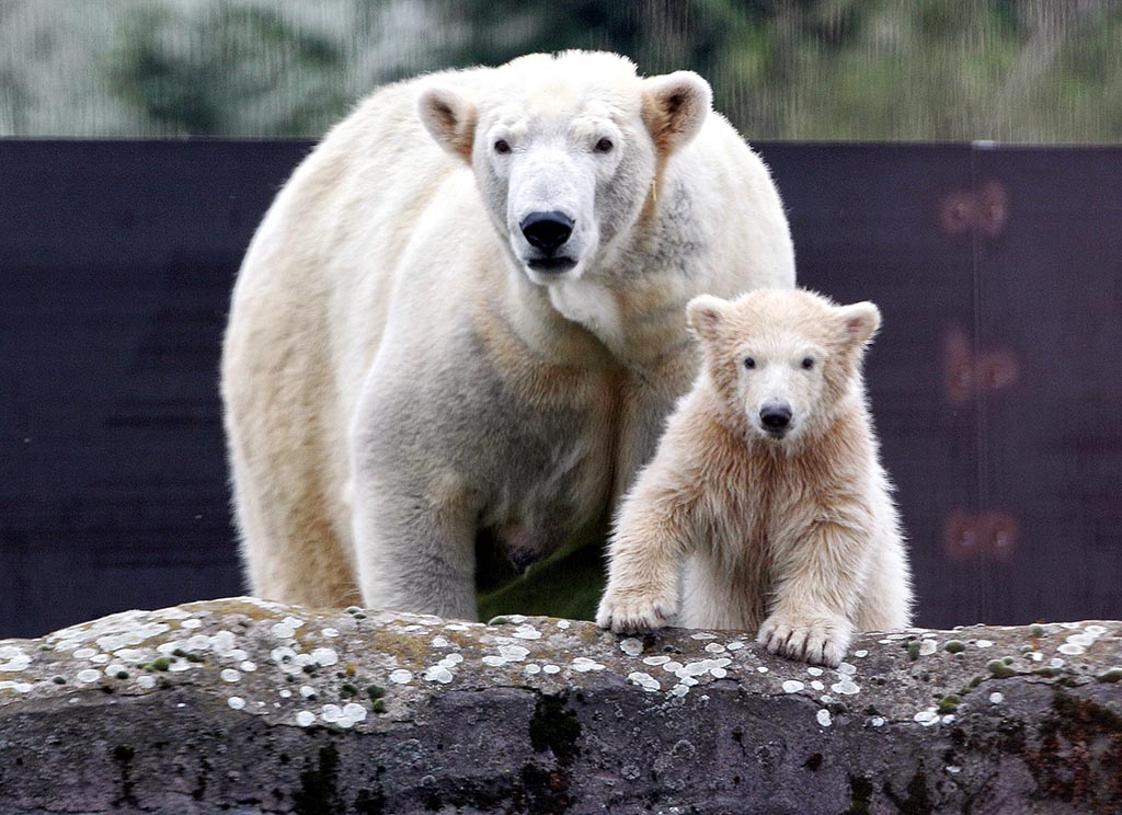 Nanook mit Mutter Lara im April 2018