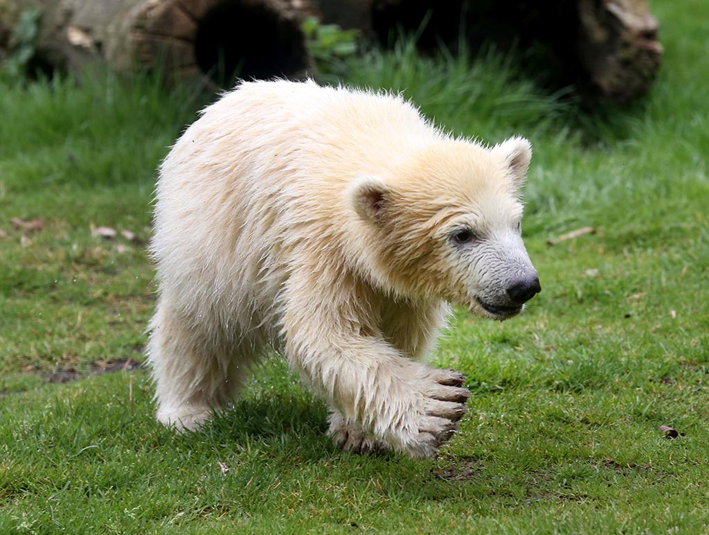 Nanook im April 2018