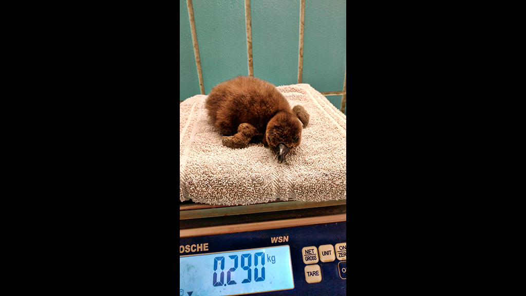 Pinguinjungtier im Alter von acht Tagen auf der Waage