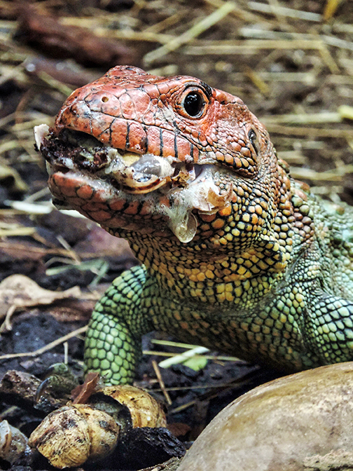 Krokodilteju Karl frisst eine Weinbergschnecke
