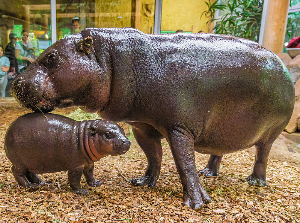 Zwergflusspferd Mufaro mit Mutter  Ayoka