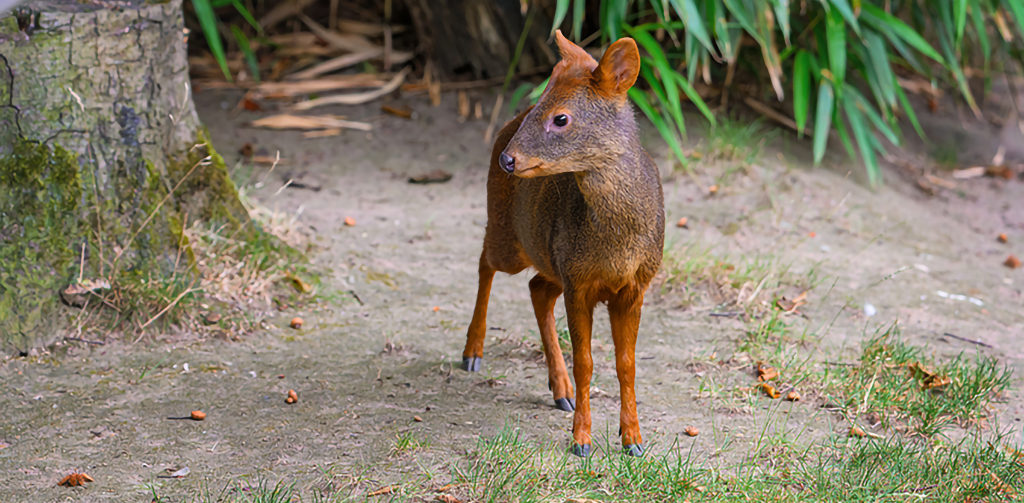 Pudu