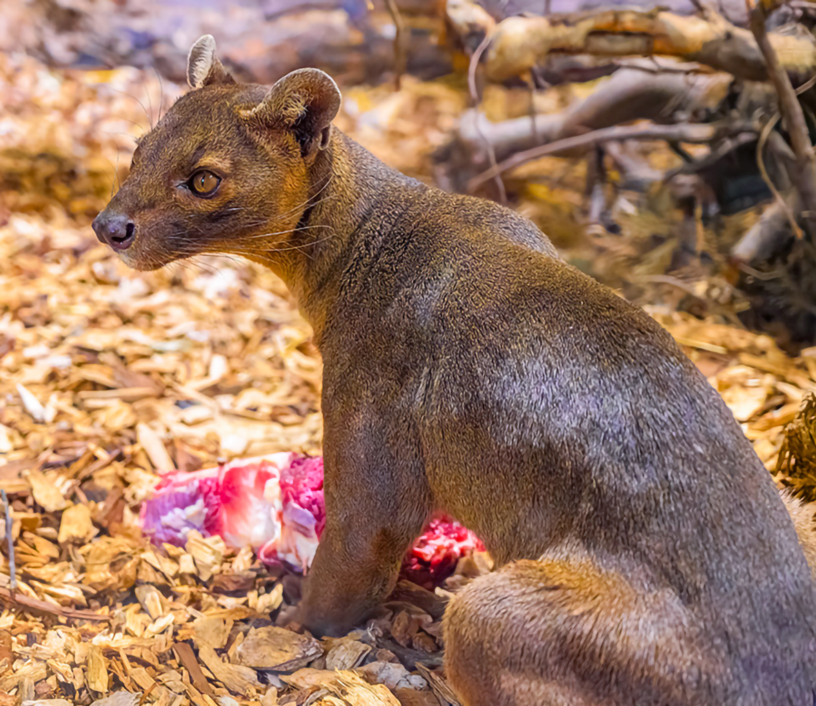 Fossa-Kater