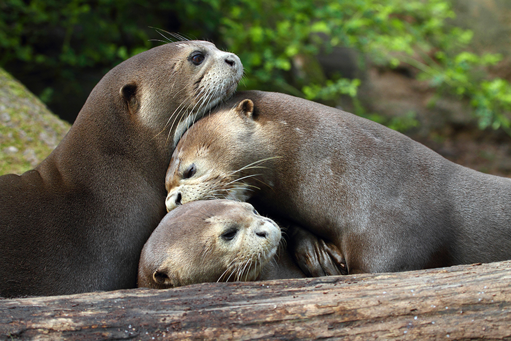 Riesenotter