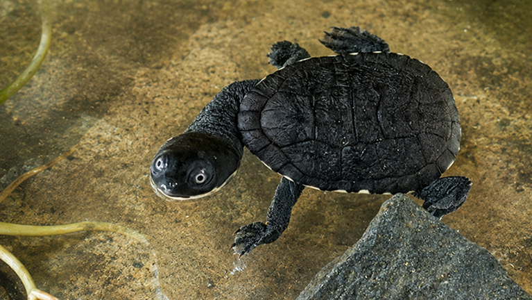 McCords Schlangenhals-Schildkröte